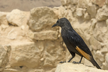 Tristramstar (Onychognathus tristramii)