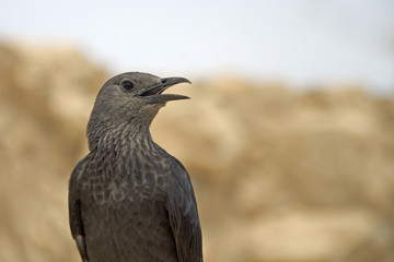 Fototapeta premium Tristramstar (Onychognathus tristramii)