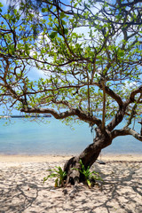 old tree on the sandy beach