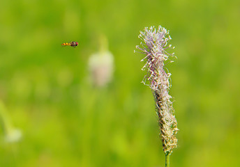 Bugs and Flowers