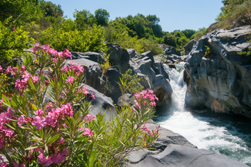 Oleander plant and a fall in the Alcantara river park, Sicily
