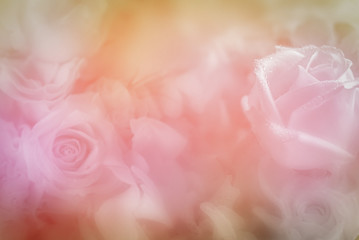 sweet color roses in soft color for flora background