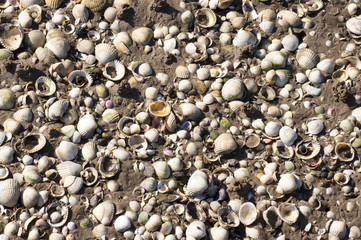 Shells Background