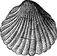 Vintage Illustration sea shell