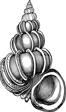 Vintage Illustration sea shell