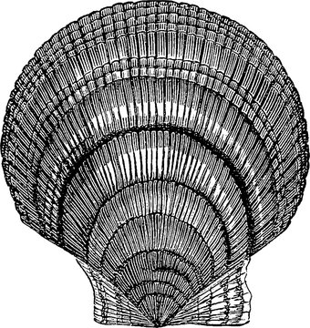 Vintage Illustration sea shell