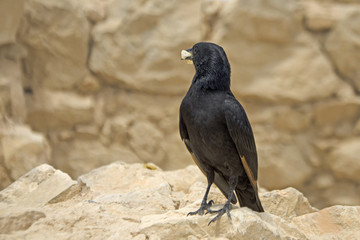 Tristramstar (Onychognathus tristramii)