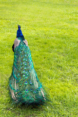 Obraz premium Colorful folded peacock's tail in the background of green grass