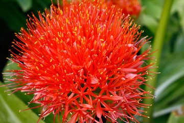 Detail of the blood lily