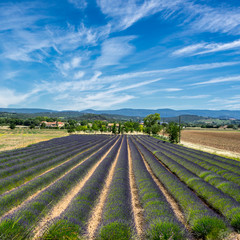 Fototapeta na wymiar Lavender field in the Luberon Provence
