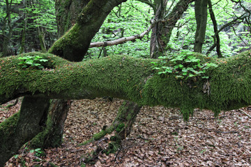 Old branch covered by moss and plants