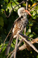Red-billed hornbill (Tockus rufirostris), Kruger Park, South Africa
