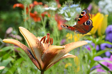 Naklejka premium Blumen 647