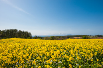Fototapeta premium 絶景、菜の花畑 / 見渡す限り菜の花畑が広がります。その向こうには山と海が見えます。