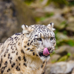 Portrait of a hungry snow leopard (Uncia uncia)