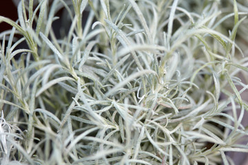 Helichrysum italicum, curry plant leaves background