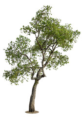 Obraz premium Tree isolated on white background