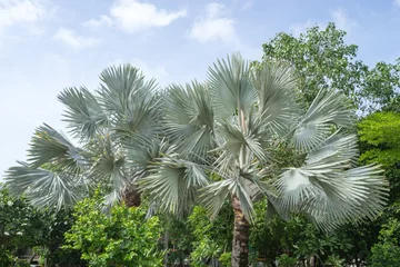 Crédence de cuisine en verre imprimé Palmier texture of bismarck plam a king of sugar palm tree