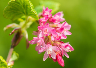 Flowering Currant