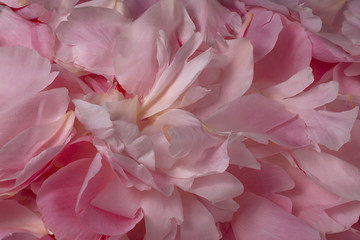 Pink peony rose flower petal background texture closeup macro 2