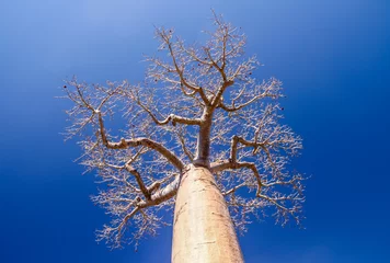 Deurstickers Baobab Enkele enorme baobab