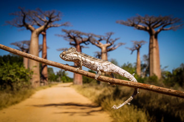 Chameleon and baobabs