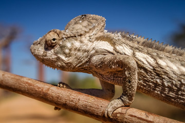 Chameleon and baobabs