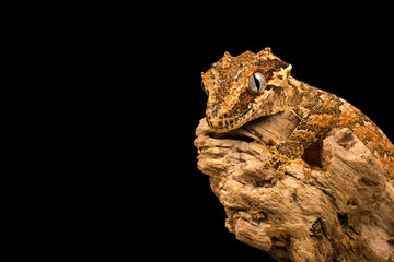 Gargoyle Gecko perched on a branch with a black background.