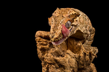 Gargoyle Gecko licking snout showing tongue sitting on a branch with a black background.