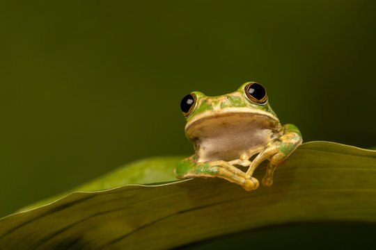Peacock tree frog perched on a leaf with green background.