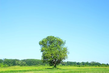 Deciduous tree on green meadow and blue sky in background 