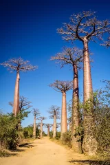 Afwasbaar Fotobehang Baobab Baobab Avenue