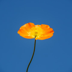 Naklejka premium California Golding Poppies blooming in springtime with blue sky