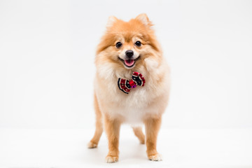 Pomeranian dog on a white background