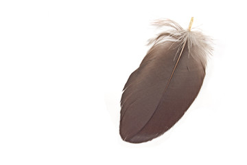 Black feather isolated on white