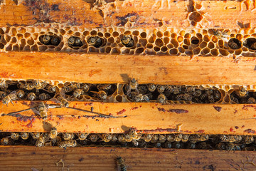 Close up view of the bees swarming on a honeycomb.