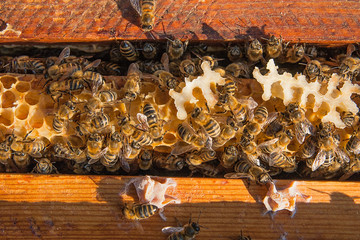 Close up view of the bees swarming on a honeycomb.