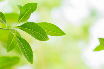 Leaf green background