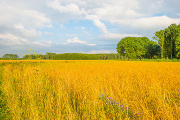 Field with grain in summer