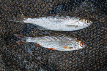 Bleak fish, roach fish on the natural background.