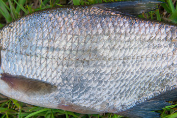 Close up view of common bream fish or silver bream just taken fr