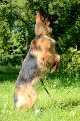 Young German Shepherd Dog standing on its hind legs