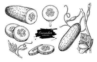 Cucumber hand drawn vector set. Isolated cucumber, sliced pieces