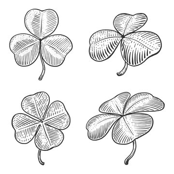 Clover Leaf Engraving Style Vector Illustration