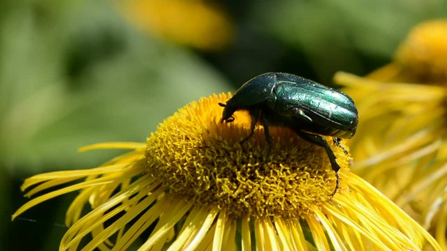 Chafer beetle Cetonia aurata picking pollen from yellowhead flower