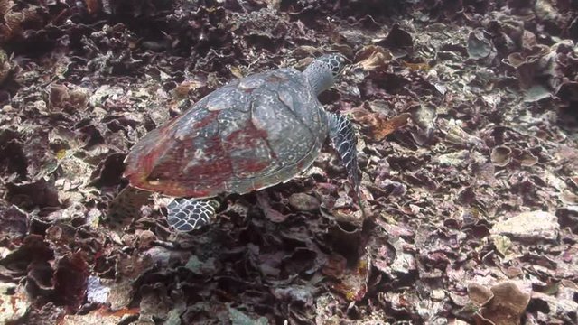 turlte swiming zwemende schildpad