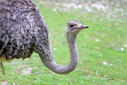 Strau&szlig;envogel macht einen lustigen Hals