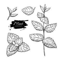 Mint vector drawing set. Isolated mint plant and leaves. Herbal