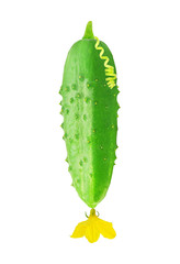 Fresh green ripe cucumber with flower and tendril isolated on white background. Design element for product label, catalog print, web use.
