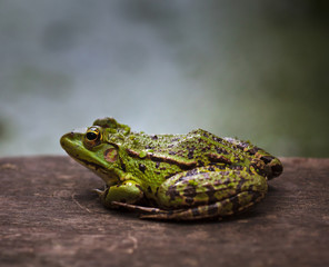 Green frog outdoor